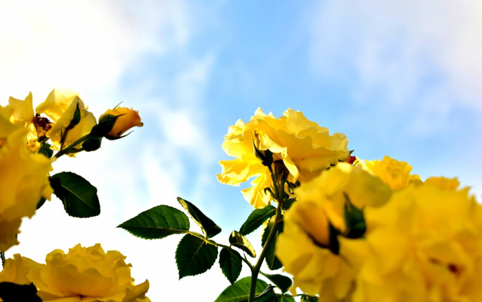 Floristisches Arrangement in einem Berufskontext