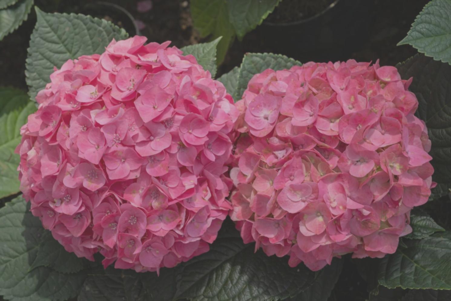 Floristische Arbeit im Kurskontext